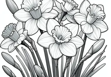 Prächtige Narzissen Blüten: Ausmalbild zum Download (Kostenlos)