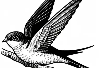 Alpensegler Vogel Europa Malvorlage Gratis