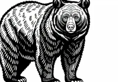 Amerikanischer Schwarzbär Ausmalbild Gratis