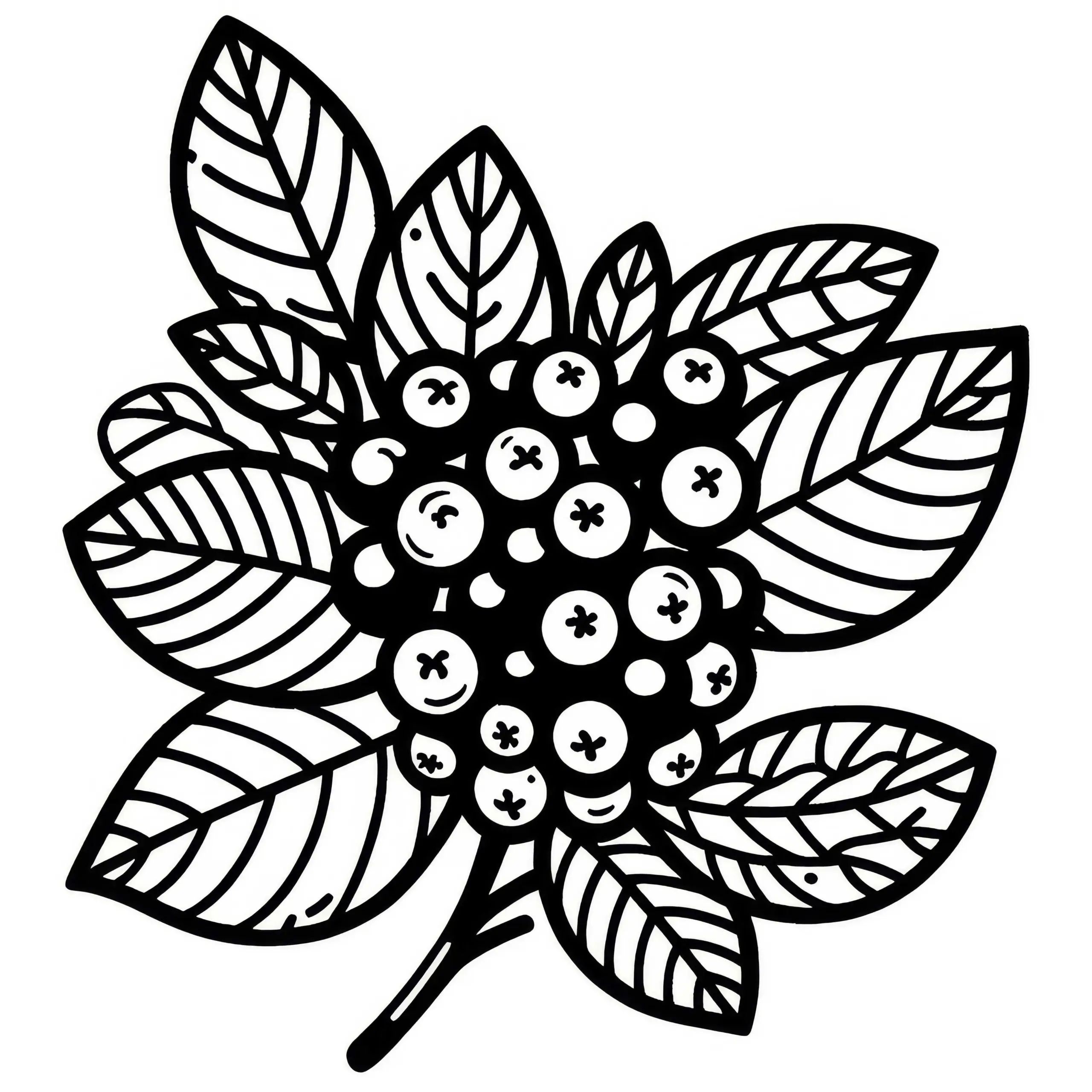 Aronia schwarze Apfelbeere Malvorlage gratis (Ausmalbild)
