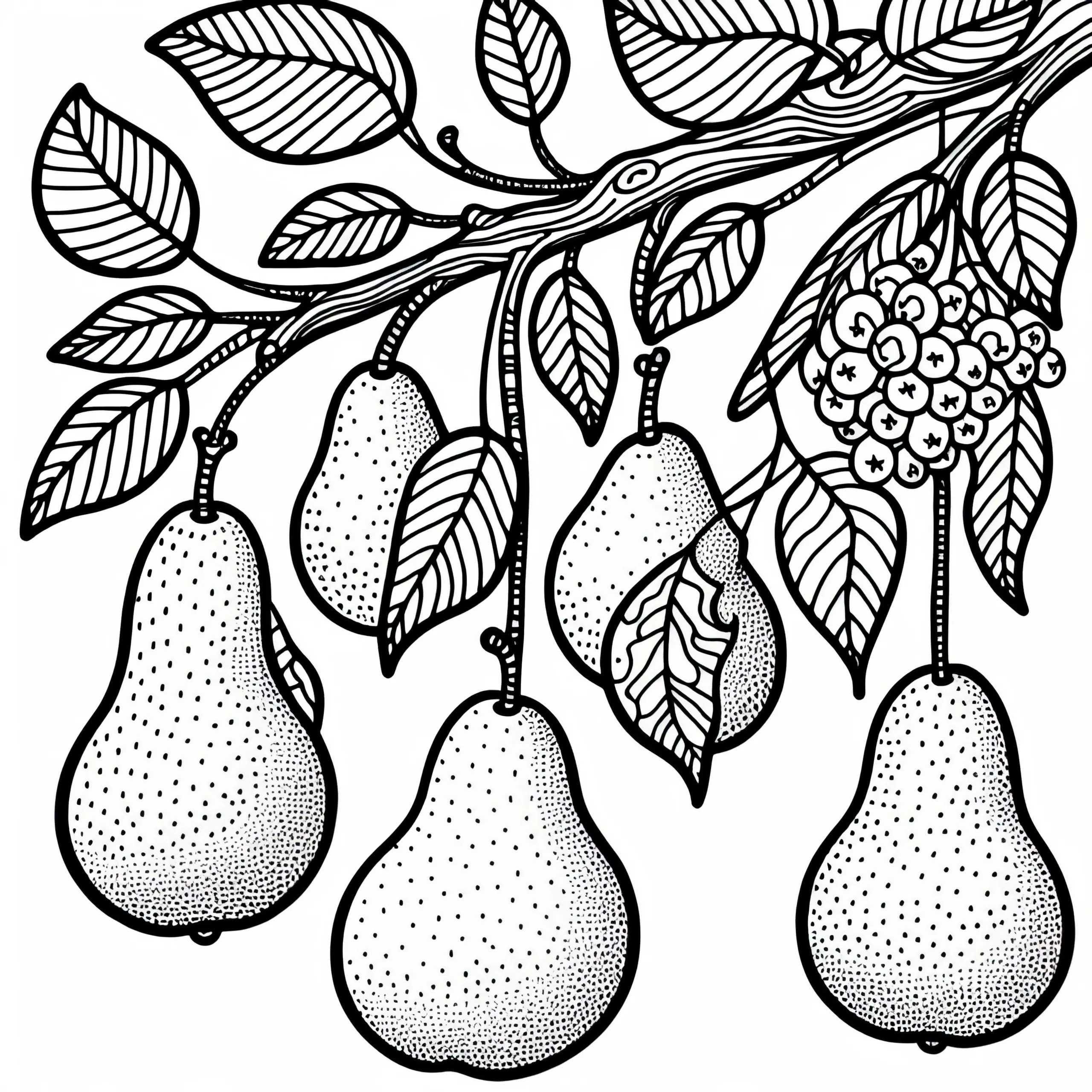 Birnen am Birnbaum – Malvorlage Gratis (Ausmalbild)