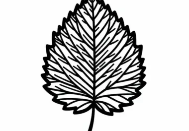 Ausmalbild von einem Blatt einer Buche als Malvorlage für ein Herbstblatt zum Gratis-Download