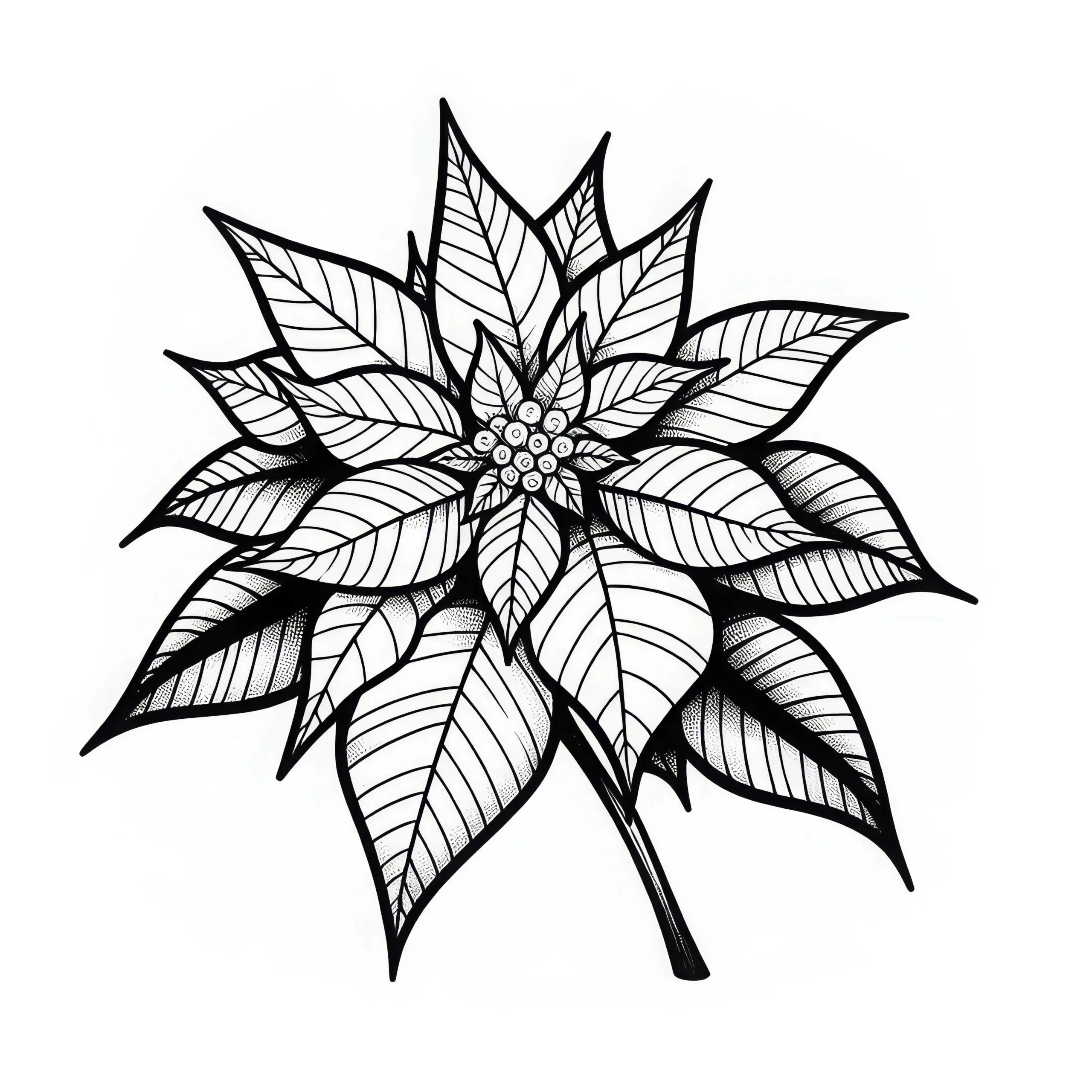 Blüte der Blume: Weihnachtsstern Ausmalbild Kostenlos