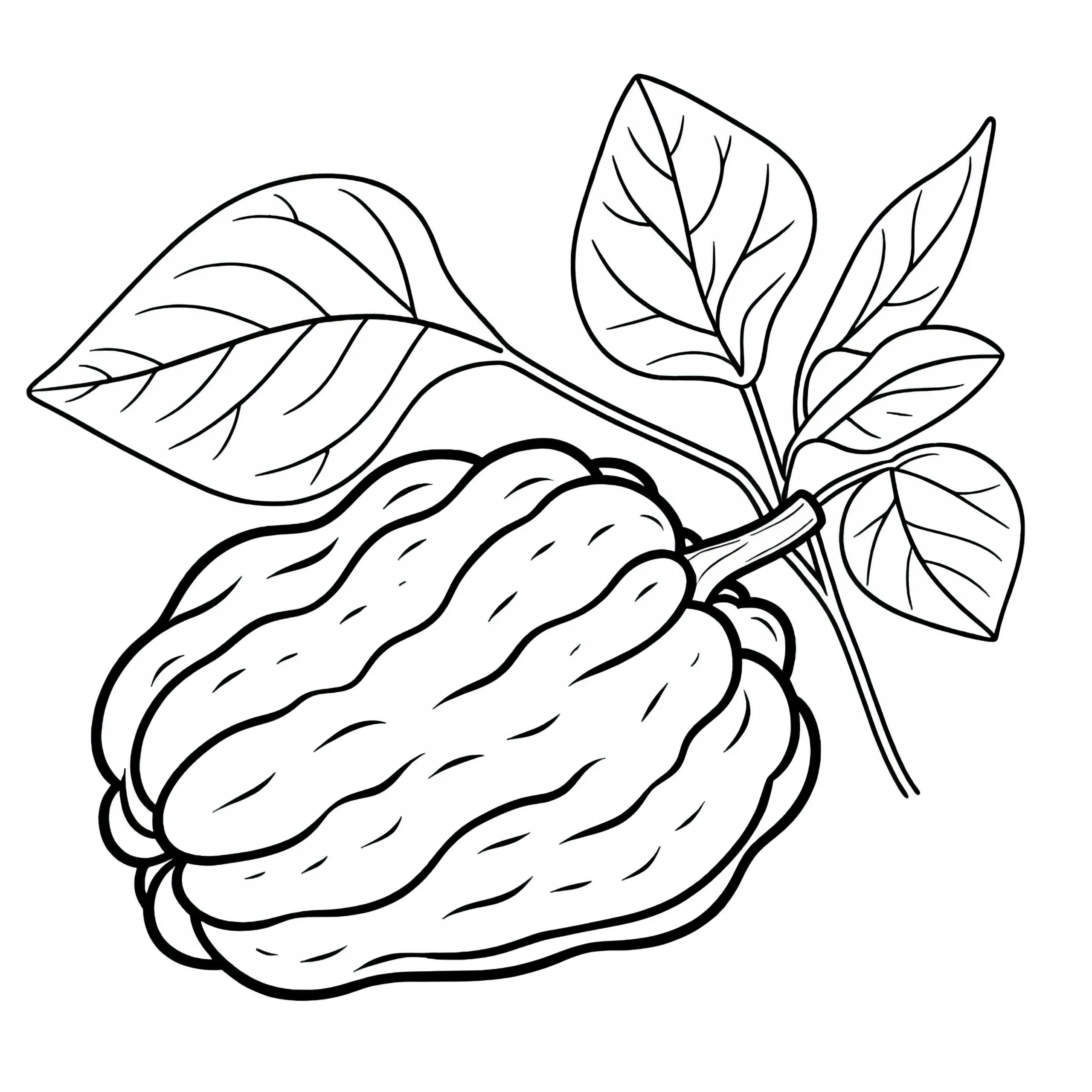 Chayote Malvorlage kostenlos zum Ausmalen (Ausmalbild)