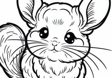 Chinchilla Ausmalbild Kostenlos