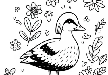 Eiderente – Vogel in Europa – Ausmalbild Gratis