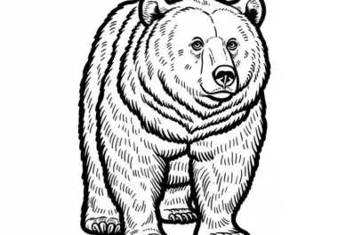 Europäischer Braunbär Malvorlage gratis