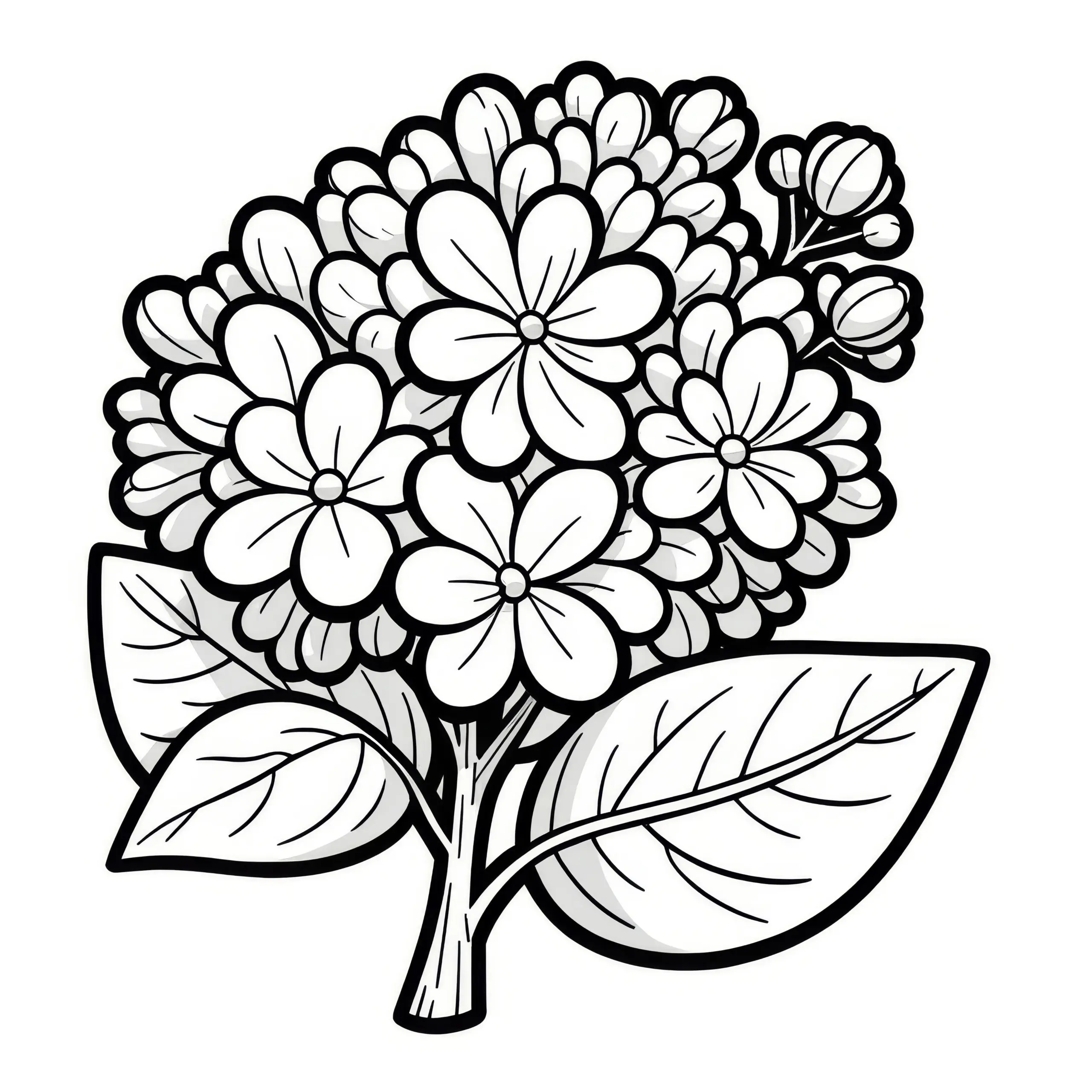 Fliederblüten als Malvorlage (Kostenlos) (Ausmalbild)