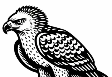 Habichtsadler – African Hawk Eagle – Vogel in Afrika – Malvorlage kostenlos