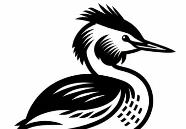 Haubentaucher Vogel Europa Malvorlage Gratis