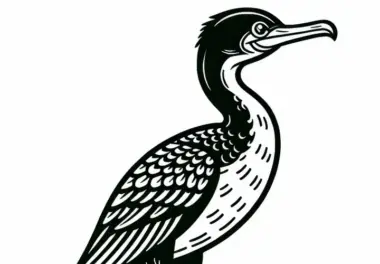 Kormoran – Neotropischer Kormoran – Vogel aus Südamerika – Ausmalbild kostenlos