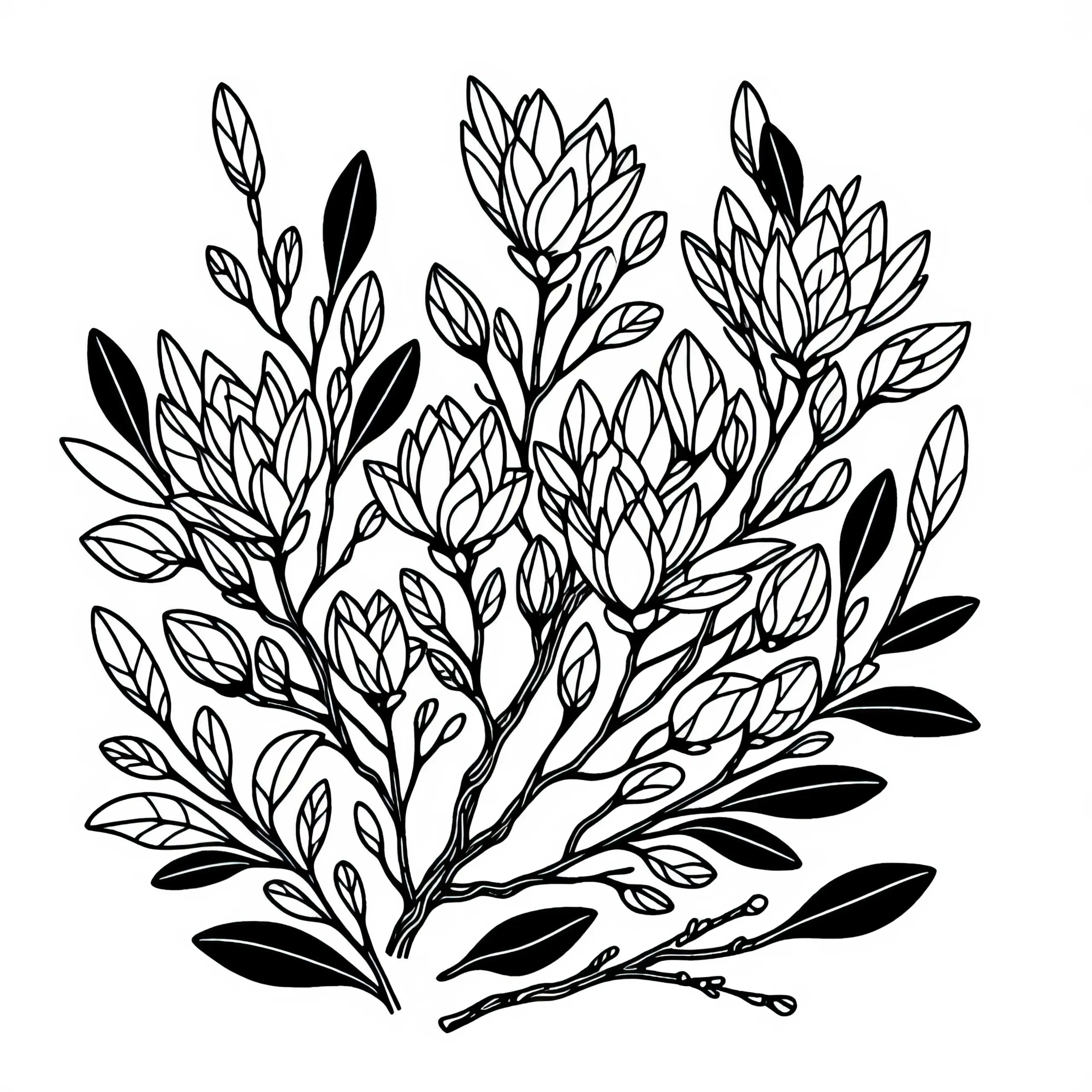 Ausmalbild von Magnoliensträuchern – Kostenloses Download-Angebot