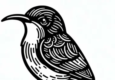 Malachitnektarvogel – Malachite Sunbird – Vogel aus Afrika – Malvorlage Kostenlos