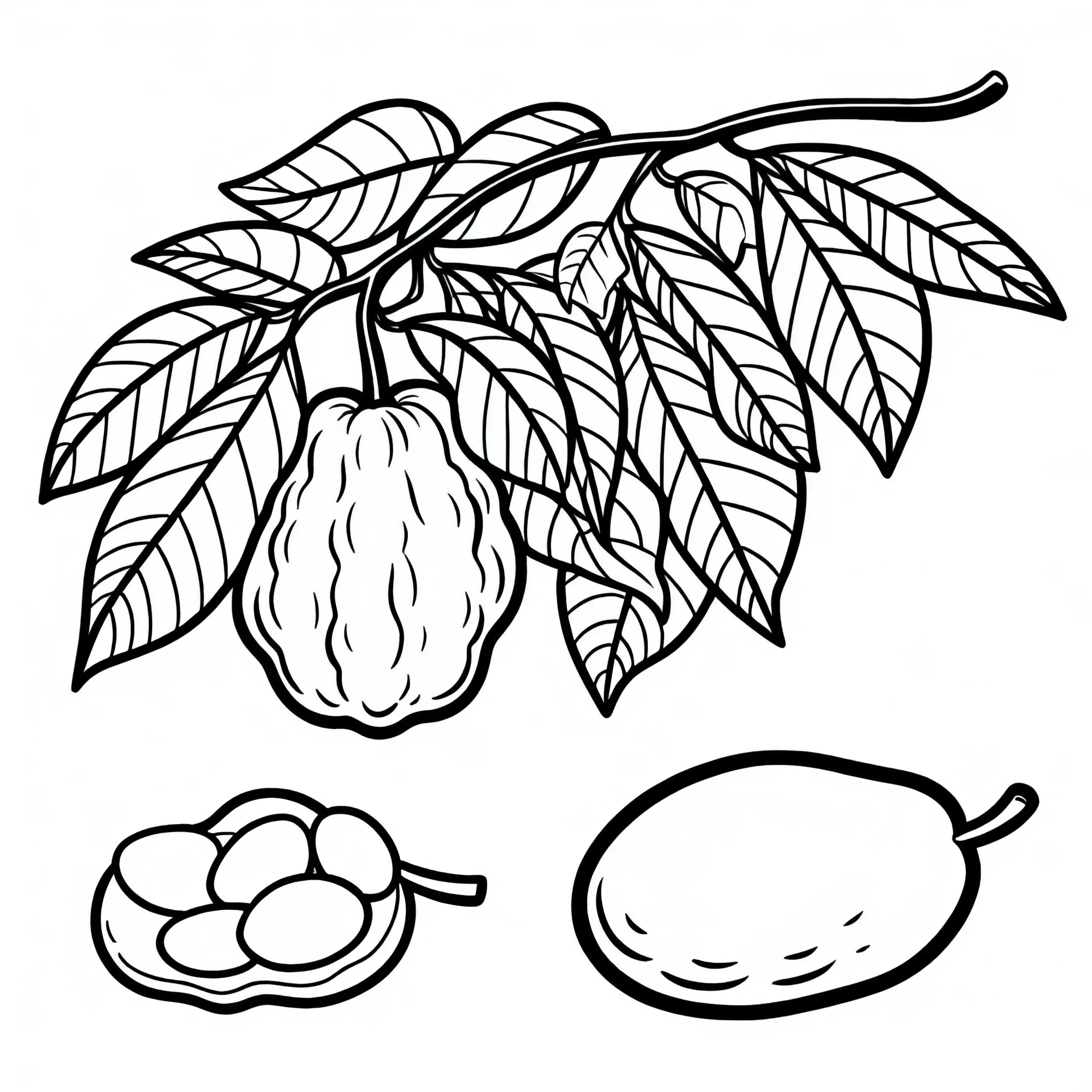 Mamey Sapote Malvorlage Gratis herunterladen und online ausmalen (Ausmalbild)