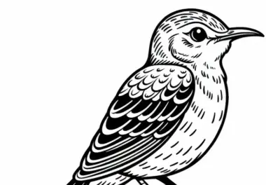 Ausmalbild vom Nordamerikanischen Mockingbird – Kostenloses Vogel-Malvorlage