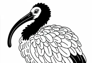 Mönchsibis – Schwarzköpfiger Ibis – Vogel aus Asien – Malvorlage gratis