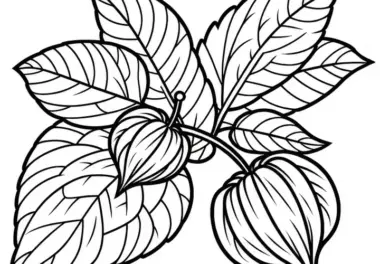 Physalis Malvorlage Gratis zum Download