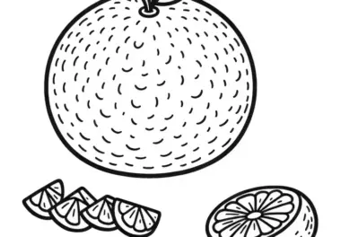 Pomelo Malvorlage Einfach Kostenlos