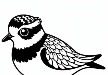 Regenpfeifer und Hooded Plover – Vogel in Australien – Ausmalbild kostenlos