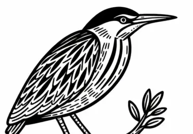 Rohrdommel Vogel Europa Malvorlage Gratis
