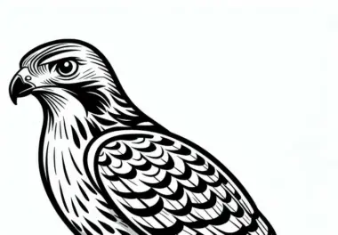 Rotschwanzbussard – Vogel aus Nordamerika als Ausmalbild kostenlos
