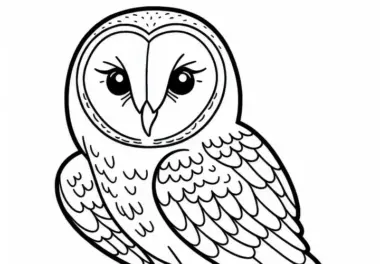 Schleiereule: Barn Owl Vogel aus Nordamerika als Ausmalbild