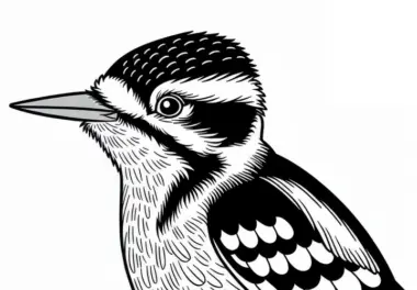 Specht – Downy Woodpecker – Vogel aus Nordamerika – Malvorlage kostenlos
