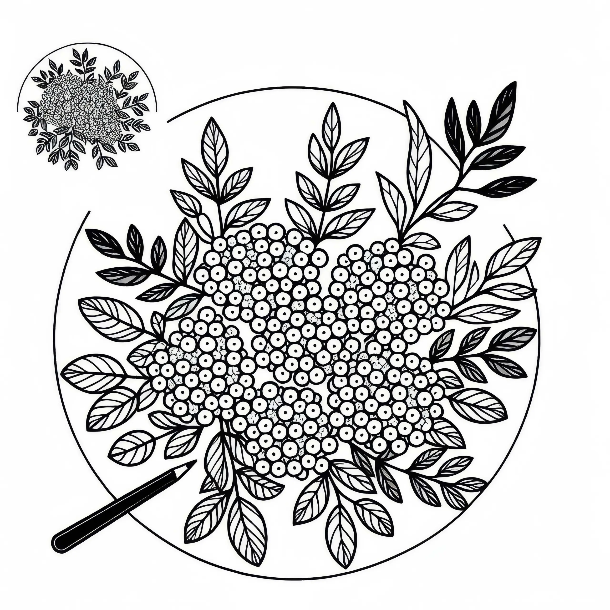 Spirea Malvorlage Sträucher Kostenlos (Ausmalbild)