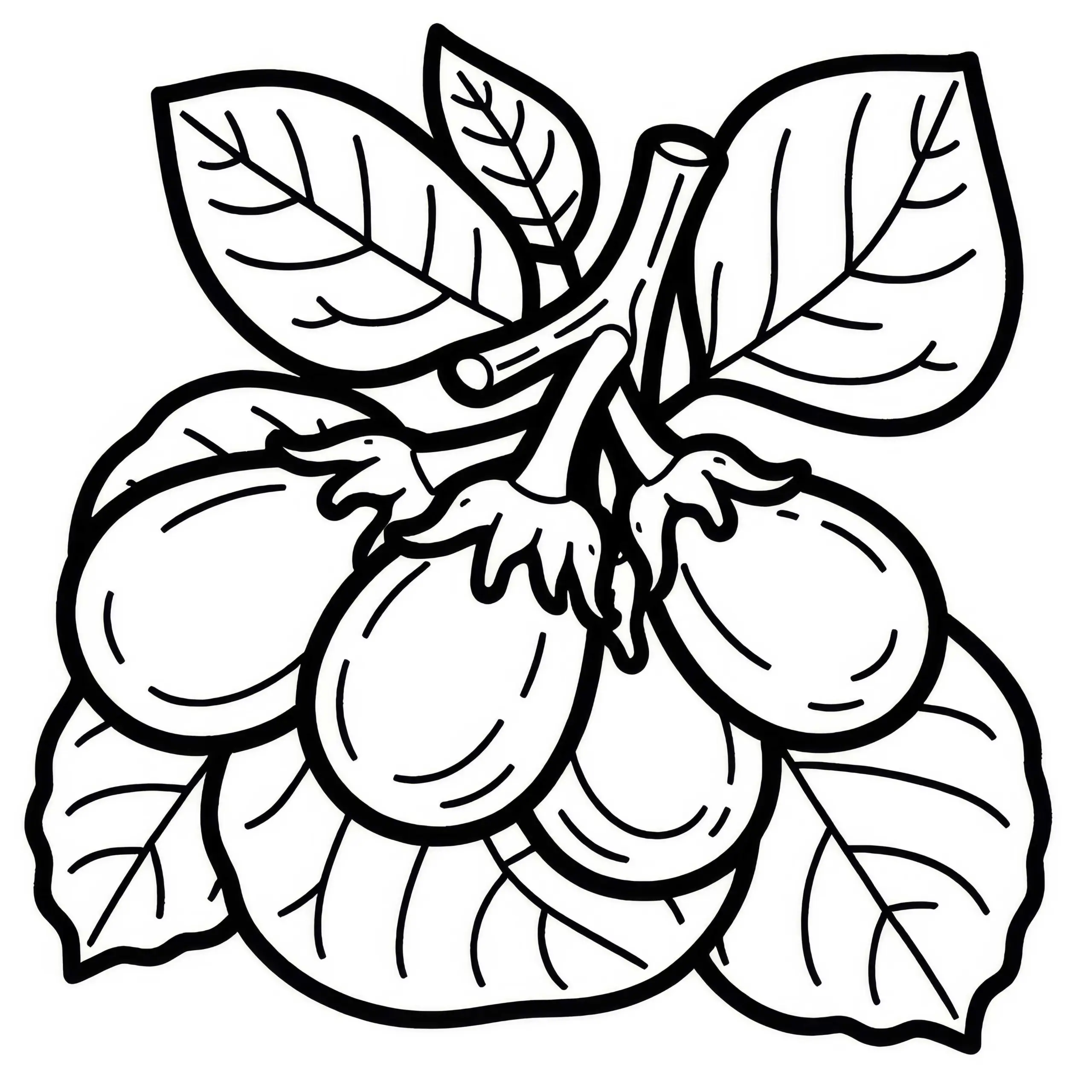 Ausmalbild Thai-Aubergine Kostenlos zum Download