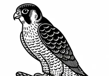Wanderfalke – Peregrine Falcon – Vogel in Nordamerika – Ausmalbild kostenlos