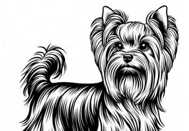 Yorkshire Terrier Malvorlage Hund Gratis