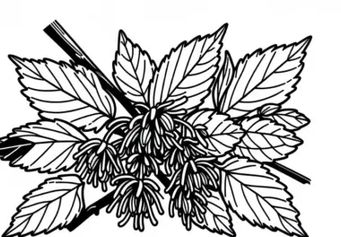 Ausmalbild von Sträuchern – Kostenlose Malvorlage